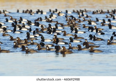 Greater Scaup