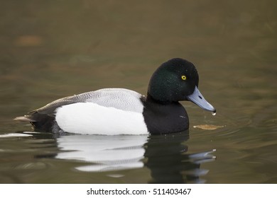 Greater Scaup