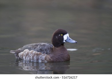 Greater Scaup