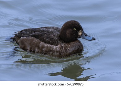 Greater Scaup