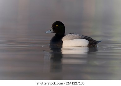 Greater scaup, Aythya marila, single male on water, Northumberland, March 2022