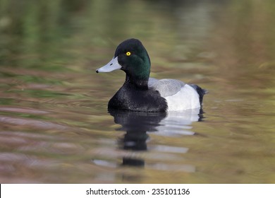 Greater scaup, Aythya marila, single male on water, captive, November 2014 - Powered by Shutterstock