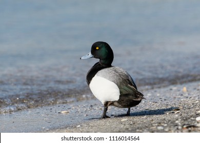 Greater Scaup Male (Aythya Marila)