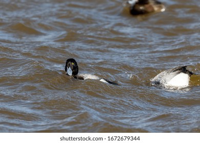 Greater Scaup Swimming On Lake Michigan Stock Photo 1672679344 ...