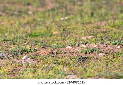 a Greater Short toed Lark bird in environment