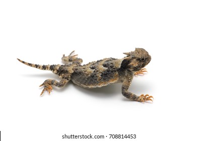 Greater Short-horned Lizard isolated on white background