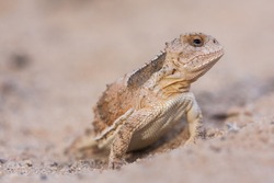 The Greater Short-horned Lizard (Phrynosoma Hernandesi), Also Commonly Known As The Mountain Short-horned Lizard, Is A Species Of Lizard Endemic To Western North America; A Macro Portrait