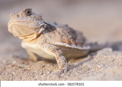 The greater short-horned lizard (Phrynosoma hernandesi), also commonly known as the mountain short-horned lizard, is a species of lizard endemic to western North America; a macro portrait