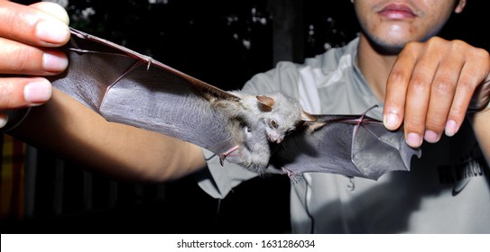 Greater short-nosed fruit bat (Cynopterus sphinx) were captured for education, that live in caves Is a nocturnal animal that is captured. These bats are a collection of many diseases And corona virus