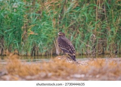 A greater spotted eagle bird is perched on a rock in a field. The bird is brown and has a black head. The field is surrounded by tall grass and there is a small pile of dirt nearby