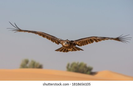 Greater Spotted Eagle (clanga clanga)flying in a desert near Dubai, UAE
