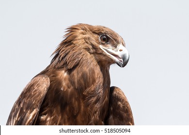 3,227 Arab eagle Images, Stock Photos & Vectors | Shutterstock