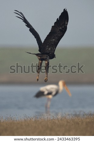 Greater spotted eagle flying with painted stork at the bakdrop, Bhigwan bird sanctuary, Maharashtra