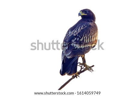 Greater Spotted Eagle isolated on white background.