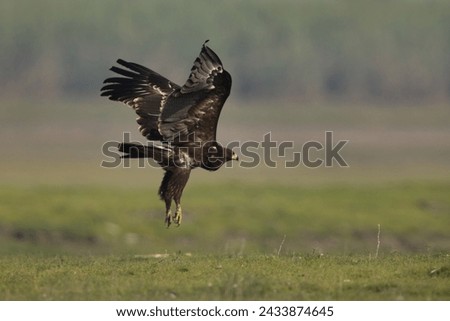 Greater spotted eagle takeoff, Bhigwan bird sanctuary, Maharashtra