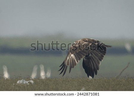 Greater spotted eagle takeoff at Bhigwan bird sanctuary, Maharashtra