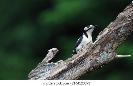 Greater Spotted Woodpecker On A Branch, Scotland UK
