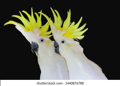 Greater Sulphur-crested Cockatoo  isolated on black background
