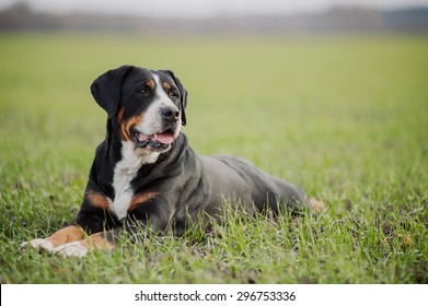 Greater Swiss Mountain Dog