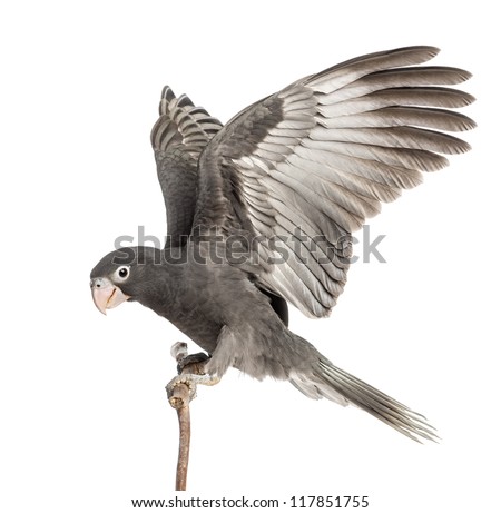 Greater Vasa Parrot, Coracopsis vasa, 7 weeks old, perched on branch with spread wings against white background