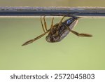 Greater Water-Boatman or Common Backswimmer (Notonecta glauca). Submersed Water Insect swimming on waterlevel in clear water. Wildlife scene of nature in Europe.