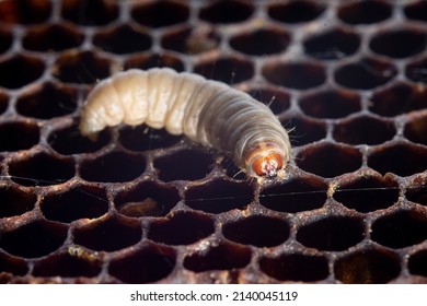 The Greater Wax Moth Galleria Mellonella