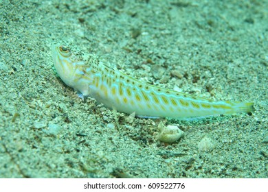 Greater Weever Fish Trachinus Draco Underwater Stock Photo 609522776 ...