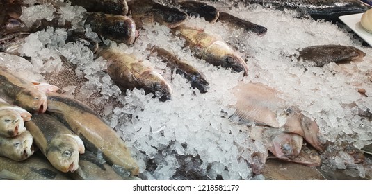 352 Demersal marine fish Images, Stock Photos & Vectors | Shutterstock