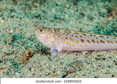 Greater Weever Trachinus Draco Linnaeus 1758库存照片1330033655 | Shutterstock