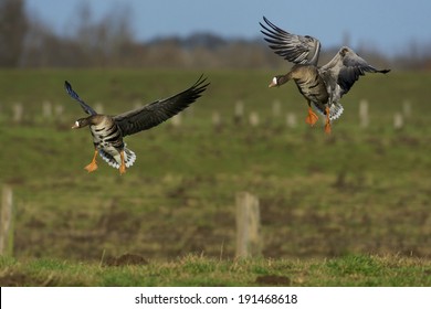 Greater White Fronted Geese