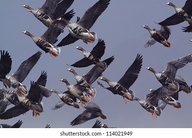 269 Greater White Fronted Geese Migration Images, Stock Photos ...