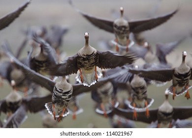 Greater White-fronted Geese In Flight, Taking Off On The Flush; Goose Hunting On The Klamath Falls Wildlife Refuge, On The California / Oregon Border