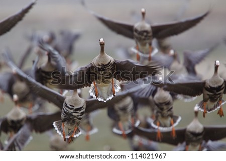 Similar – Image, Stock Photo White-fronted geese