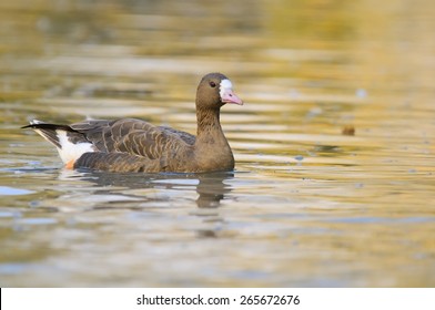 Greater White-fronted Goose (Anser Albifrons)