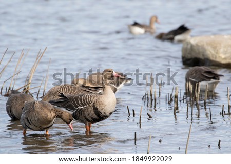 Similar – Image, Stock Photo White-fronted geese