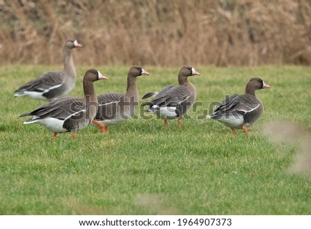 Similar – Image, Stock Photo White-fronted geese