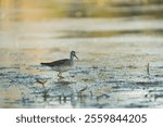 Greater Yellowleg feeding at wetland swamp, it is fairly large shorebird with bright yellow legs. Gray upperparts with white speckling, streaky neck, and white belly.