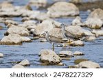 Greater Yellowlegs
(Tringa melanoleuca) on the river