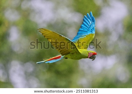Similar – Image, Stock Photo twosome Animal portrait