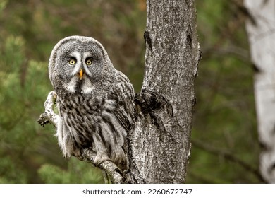 Great-grey owl, Strix nebulosa perched on a branch in taiga landscape, Finland