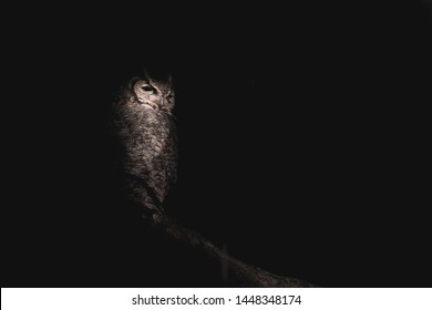 Great-Horned Owl Lurking in the Shadows - Perched on a Low Branch - Black Background in Wide Landscape Orientation with Copy Space