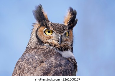 Great-horned Owl portrait with sky blue background, Quebec, Canada