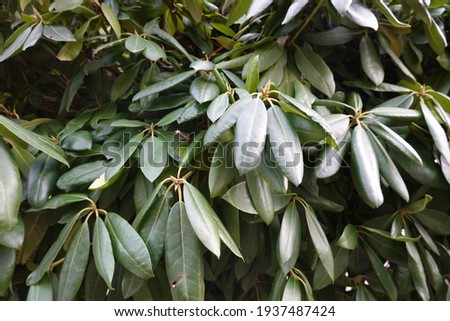 Great-laurel or rosebay rhododendron is a loose, open, broadleaf evergreen with multiple-trunks, upright branching, and the largest leaves of all native rhododendrons.