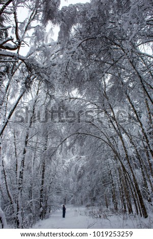 Similar – Silence in the winter forest