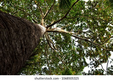The greatness of the tree 2