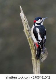 Great-spotted woodpecker, Dendrocopos major, single male on branch, Warwickshire, January 2019