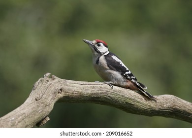Great-spotted woodpecker, Dendrocopos major, single immature bird on branch, Warwickshire, July 2014                     - Shutterstock ID 209016652