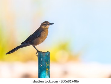 Great-tailed Grackle Shimmers In Iridescent Black And Purple, And Trails A Tail That Will Make You Look Twice.