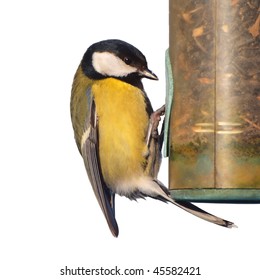 Greattit Bird On Feeder Isolated On White