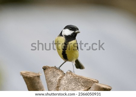 Greattit bird perched on a branch